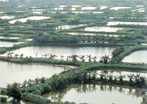 Tanque para criacao de peixes da delta do Rio das Pérolas