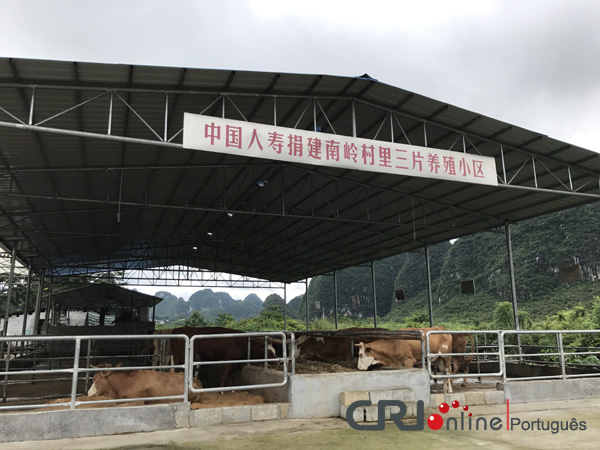 Criação de bovinos de corte ajudam aldeões a sair da pobreza em Guangxi